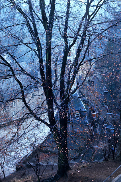 A tree in winter, Luxembourg City, January 1972 — photo by John Beach